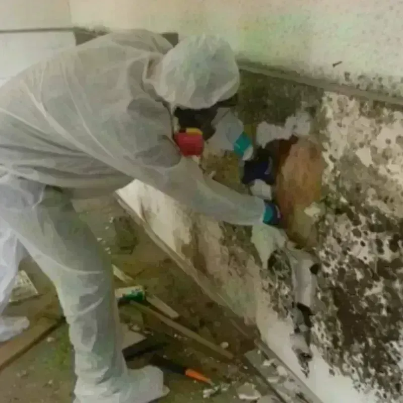 Mold Remediation and Removal in Freedom, CA